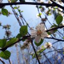 앵두나무우물가에 이미지