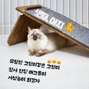 아지야스튜디오 | 냥집사의 애옹자랑 : 범백을 이겨냈고, 귀여움(🤭)