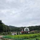 꽈배기진김제