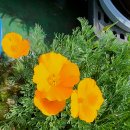 백산풍로초, 캘리포니아양귀비, 일본삼색병꽃, 클레마티스 와쇼니캐 이미지