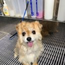 펫살롱모우 이미지