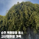 고산정원 | 🌹 순천의 숨은 꽃 대궐, 목향장미 명소 '고산의원장 가옥' 방문 후기