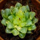 A0490 네이버블로그