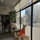 절세미견 이미지