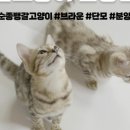 순종봄베이 뱅갈육종원 딥퓨어캐터리 이미지