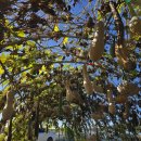 조은팜 | 호박죽 한 그릇의 다정함 ] VS [깡통열차 스릴 ] 광양 조은 다육에서 심장이 &#39;쫀쫀&#39;해진 중마 장애인...