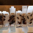 페스콤방역 이미지