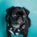 분당동물병원 이미지