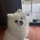 태국 치앙마이 생활기 | 산사이 무반의 조용한 아침, 폭우 뒤 맑은 하루(반려견의 일상)