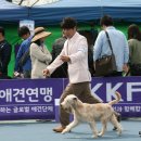 김재용애견미용학원 이미지