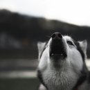 하울링Howling