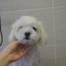 콩이 이미지