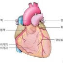길흉부외과의원 Daum카페
