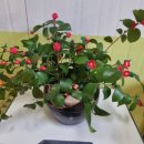 순천대석초등학교 이미지