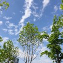 구이마마 이미지