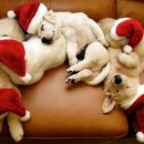 라온 반려 동물병원 이미지