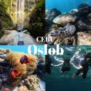 더페이지(첫번째페이지) | 세부 오슬롭 고래상어 투어, 로컬페이지 오모팩 후기