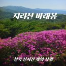 175 | [지리산 바래봉] 5월 중순 실시간 개화 상황! 늦게 가도 충분했던 철쭉 막차 후기