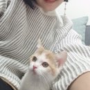 마포고양이도레미캣 이미지