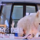 양이펀치 이미지