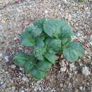 신기농장 이미지