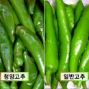 명품기획주 이미지