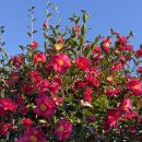 그래요기 | 제주여행 성산 브런치 카페ㅣ난산리다방ㅣ새우 과카몰리 오픈 샌드위치 그래놀라운토마토 추천