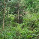 새덕산목장 이미지