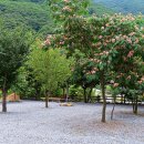 향림오토캠핑장 이미지