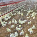 동우축산농장 이미지