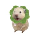 황채원 카카오 검색결과