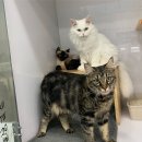 제이동물병원 이미지