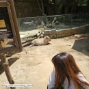 사막여우 | [260510] 에버랜드 3탄 : 주토피아 투어 상세후기 / 사막여우형제 버터크림보고옴💛💛