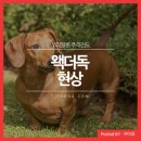 독(DOG)도 이미지