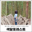 숲속에향기 | 제주 중문 가볼만한곳 조용해서 더 좋았던 제주도 숲길 색달포레스트