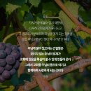 포도나무 이미지