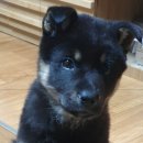 달곰이네 이미지