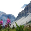 제스퍼(JASPER) 이미지