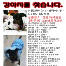 부디 도와주세요. 밤비가 실종되었습니다. 부탁드려요. (인식표 하고 있었어요!!) 이미지