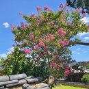 밀양농협주유소 이미지