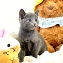 딜라잇독 앤 캣 강아지고양이 분양 시흥 | 동탄고양이분양, 요미독앤캣에서 사랑스러운 가족을 맞이하세요!