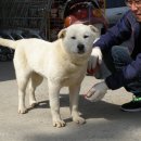 용이랑 백호랑 이미지