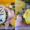 남강수족관 이미지