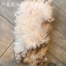 이룸외과동물병원 이미지