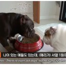 깜짝 Daum카페