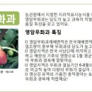 삼호무화과정보마을 이미지