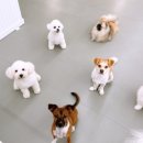 오늘도 댕댕이 이미지