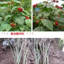 용탱자 모과 왕산딸기 보리수 묘목 등등 이미지