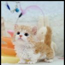 더 반려 강아지분양 고양이분양 잠실본점 이미지