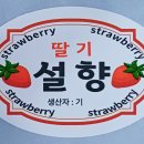 설향